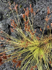 Bulbostylis capillaris, photograph (c) Robin White, some rights reserved (CC BY)
