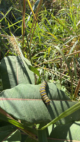 Monarch