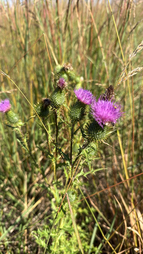 Bull Thistle