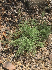 Galium californicum