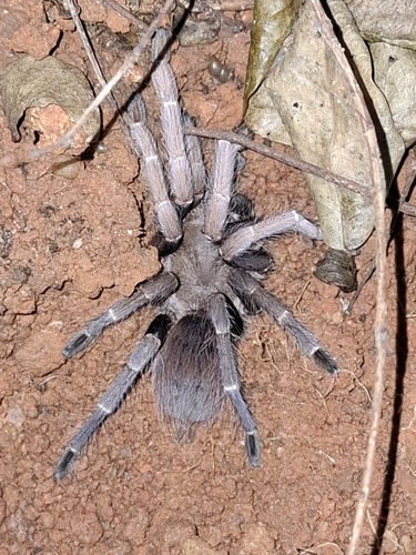 Crypsidromus multicuspidatus