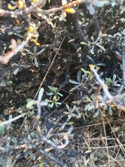 Pittosporum anomalum