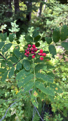 Sitka Mountain-Ash