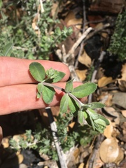 Galium californicum
