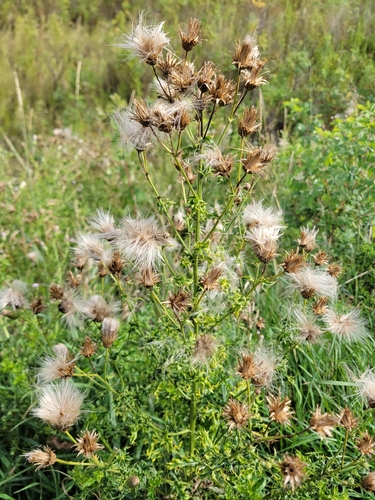 creeping thistle