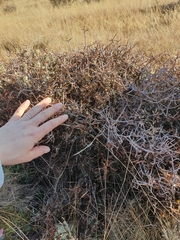 Pittosporum anomalum