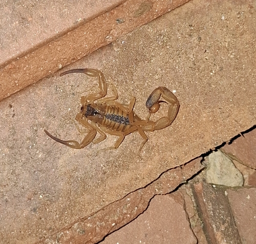 Tityus stigmurus