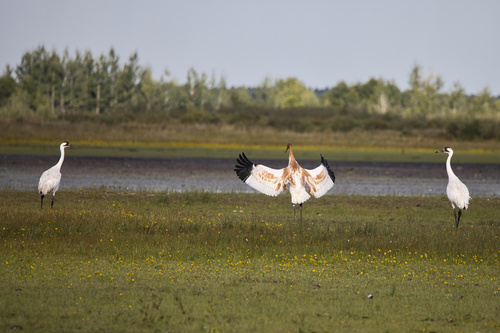 Whooping Crane