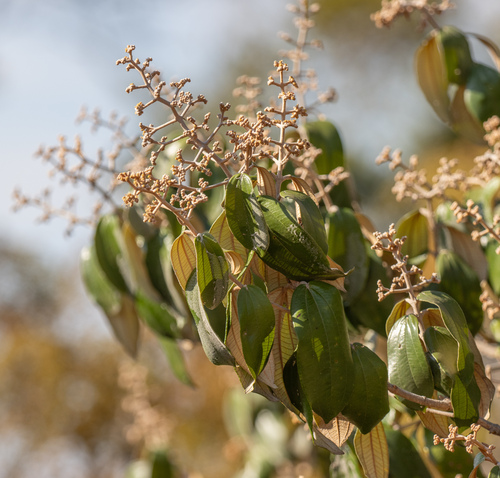 Miconia albicans, photograph 6