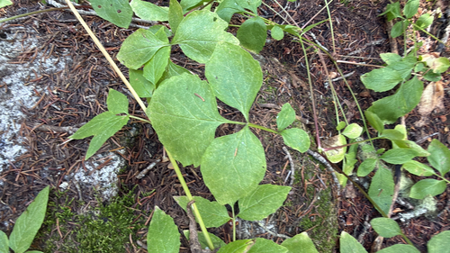 Sitka valerian
