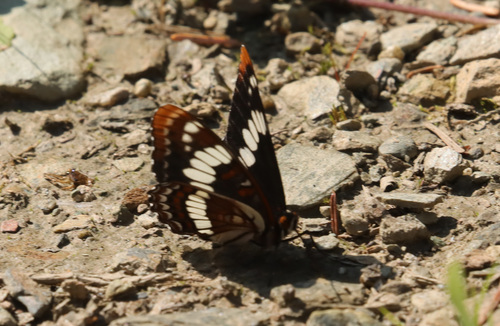 Lorquin's Admiral