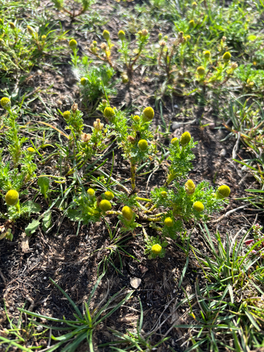pineapple-weed