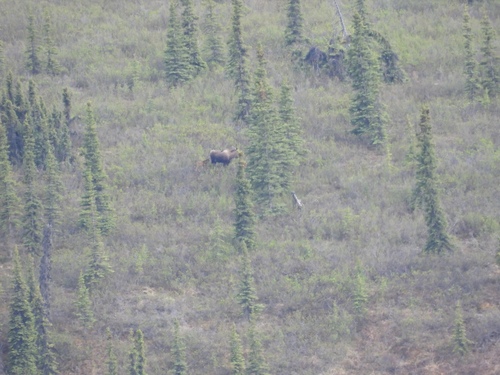 Moose