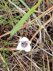 Calochortus elegans