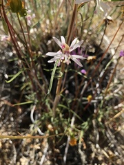 Clarkia xantiana parviflora