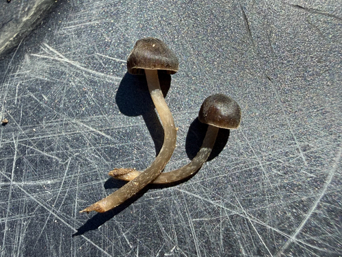 iNaturalist observation photo of Common Gilled Mushrooms and Allies