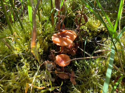 iNaturalist observation photo of Waxcaps