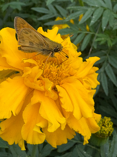 Huron Skipper