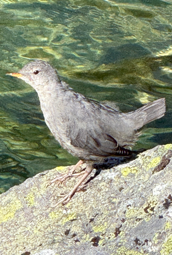 American Dipper