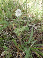 Trifolium eriocephalum