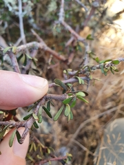 Pittosporum anomalum