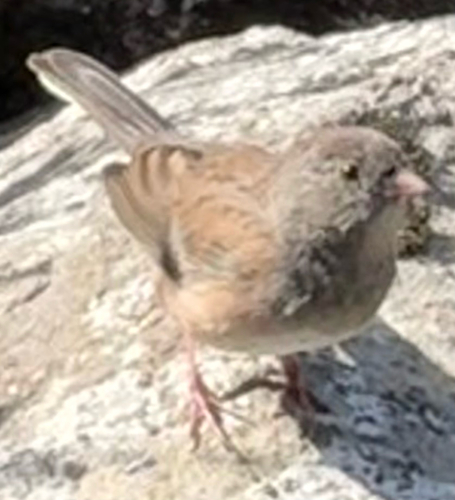 Dark-eyed Junco