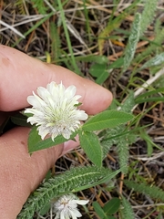 Trifolium eriocephalum
