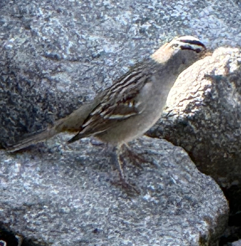 White-crowned Sparrow