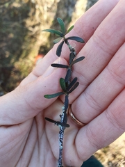 Pittosporum anomalum