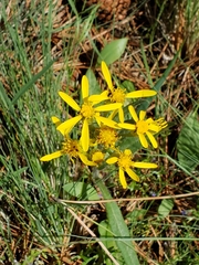 Senecio crassulus