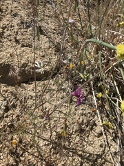Clarkia xantiana parviflora