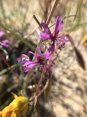 Clarkia xantiana parviflora