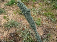 Asparagus juniperoides