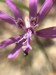 Clarkia xantiana parviflora