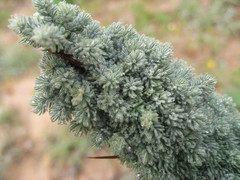 Asparagus juniperoides