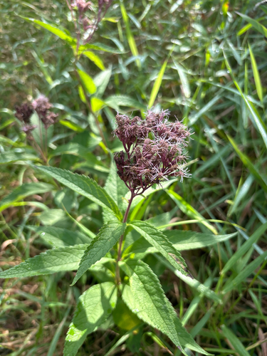 spotted Joe-Pye weed