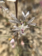 Clarkia xantiana parviflora