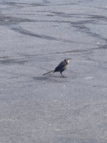 Great-tailed Grackle