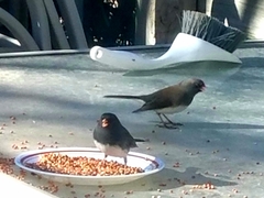 Junco hyemalis