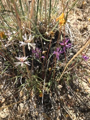 Clarkia xantiana parviflora