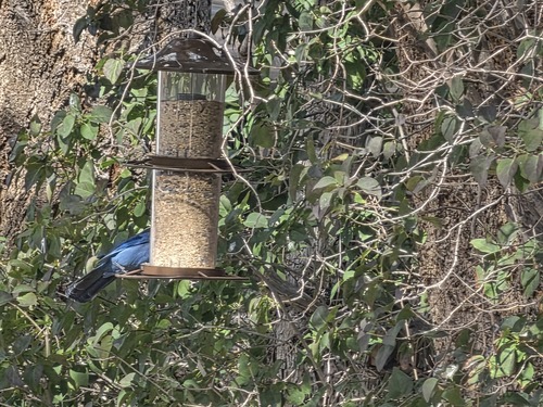 Steller's Jay