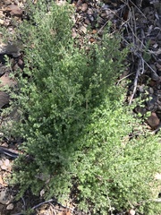 Galium californicum