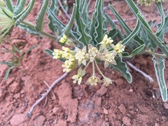 Asclepias macrosperma