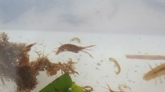 Eumalacostraca