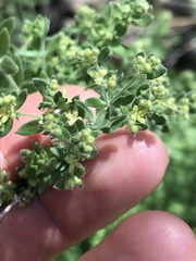 Galium californicum