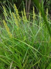 Carex vulpinoidea