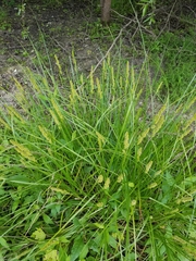 Carex vulpinoidea