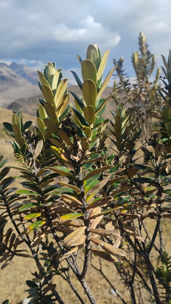 Buddleja coriacea, 02120, Perú