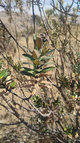 Buddleja coriacea