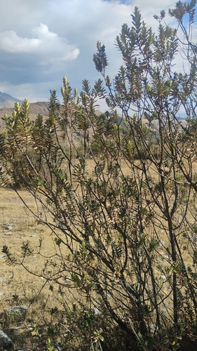 Buddleja coriacea